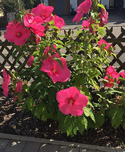 Hibiscus moscheutos Sumpfeibisch sensationelle Riesenblüten 5 Samen