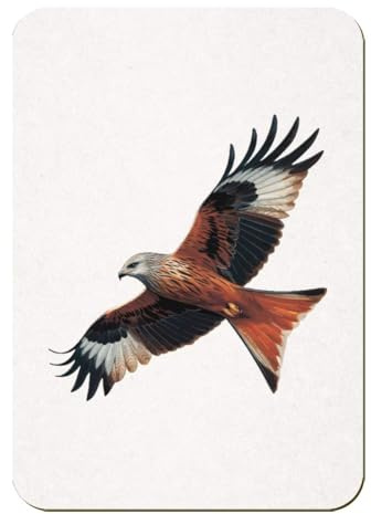 Azeeda 'Red Kite Bird Of Prey' Rectangular Fridge Magnet - Decorative Refrigerator & Whiteboard Magnet for Home, Kitchen or Office - 70mm x 49mm (FM00061462)