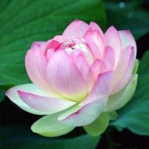 kiskick 20 Stück/Beutel, Lotussamen, einfach zu pflanzen, blühende Pflanzen, lebensfähig, für die Aussaat im Innen- und Außenbereich, Bonsai-Samen für den Garten, ideale Gartengeschenke für M