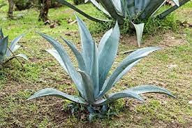 Aamish 20 Stück Agave Tequilana Pflanzensamen