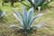 Aamish 20 Stück Agave Tequilana Pflanzensamen