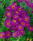 Aster novae-angliae 'Andenken an P.Gerber' ca. 9x9 cm Topf - Herbstaster, rosa Blüten, Blütezeit September-Oktober, ideal für Rabatten, bienenfreundlich, pflegeleicht