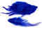 3g Hahnenkreuz Federn ca. 8-13cm (blau 352 / königsblau/royalblau) // Dekofedern Bastelfedern Federn Hahn Natur Schmuckfedern Vogelfedern Hahnenfedern