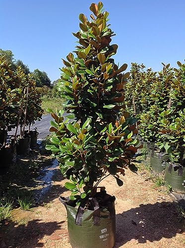 Magnolia grandiflora Gallisoniensis pianta sempreverde in vaso ø26 cm h 90/120 cm Vivaio di Castelletto