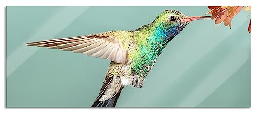 Pixxprint Glasbild Panorama, Wandbild aus Echtglas, Bunter Kolibri, 100x40 cm, inkl. Aufhängung und Abstandshalter