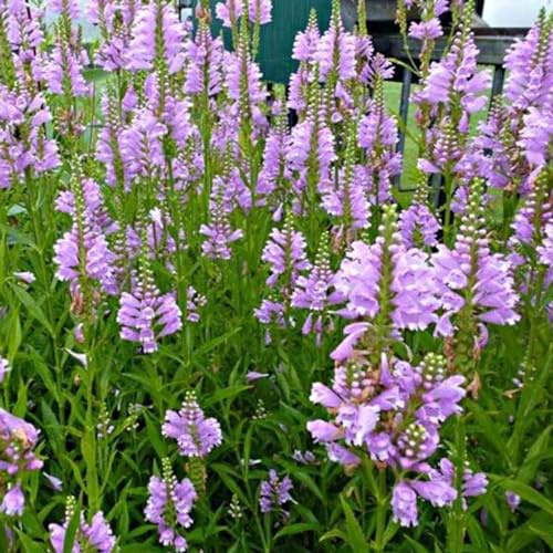 6 x Gelenkblume 'Bouquet Rose' - Physostegia Virginiana 'Bouquet Rose' Topf 9x9cm: Rosafarbene Blüten für sonnige Beete