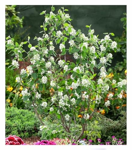 BALDUR Garten 1x Felsenbirne Amelanchier 'Greatberry® Garden' | Pflanze im 9x9 cm-Topf, leckere Früchte, winterharter Zierstrauch, pflegeleicht, mehrjährig, ideal für Beet & Kübel