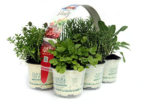 6 Piante Aromatiche per grigliate