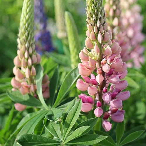 6x Lupine 'Gallery Pink' - Lupinus ‘Gallery Pink’ - Topf 9x9cm