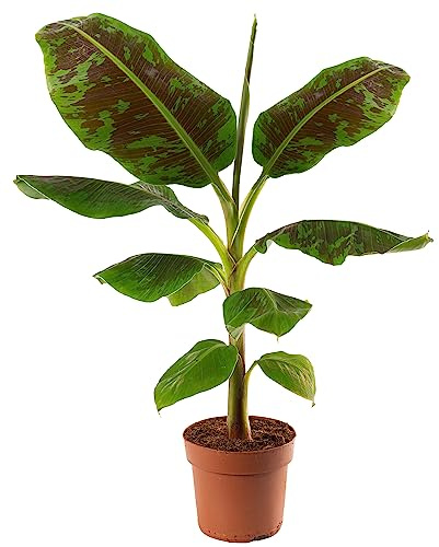 Musa Dwarf Cavendish, pianta di banana esotica da interno, facile da coltivare e che produce frutti.