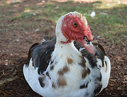 hansepuzzle 37824 - Ente Puzzle 1000 Teile - Tierwelt-Puzzle mit hochwertiger Aufbewahrung: Kartonbox und wiederverschließbarem Beutel - Format 60 × 46 cm