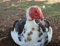 hansepuzzle 37824 - Ente Puzzle 1000 Teile | Tierwelt Puzzle mit hochwertiger Puzzle Aufbewahrung: Kartonbox und Wieder verschließbarem Beutel | Puzzle-Maße: 60 x 46 cm
