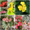 300 pcs eisbegonien samen begonia, blumen pflanzen, balkon beet begonie samen pflanzen garten, blumengarten saatgut, winterharte kübelpflanzen bodendecker winterhart, pflanzen balkon