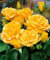 Rosaio a grappolo 'Arthur Bell'-cad.-Rose