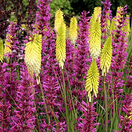 Kniphofia Pineapple Popsicle - Unusual Variety of Red Hot Poker Plant in a 9cm Pot