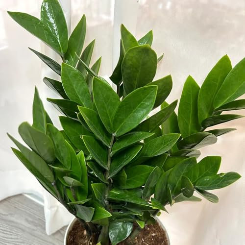50 pcs Glücksfeder Kaufen Samen - praktische geschenke grünpflanze Zamioculcas zamiifolia - nachhaltige geschenke für frauen dekopflanzen topfpflanzen, grünpflanzen deko pflanzen garten