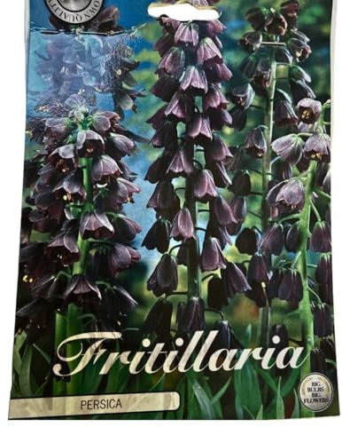 Blumenzwiebeln in Geschenkverpackung - Zwiebeln, Knollen verschiedener winterharter Pflanzen für Garten und Balkon - bunt (2 XL Zwiebeln Fritillaria Persica(Persische Kaiserkrone))