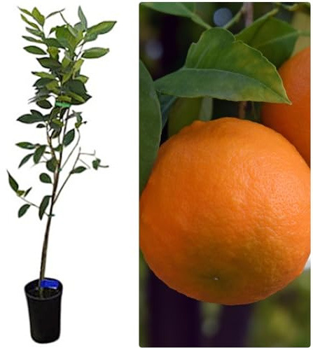 Planta Frutal Naranjo Navelina. De los mas resistentes al frio. Excelente sabor y producción. Precoz desde octubre. Altura de 100-110 cm. Segura Garden.
