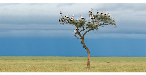 Postkarte PANORAMA +++ GEO von modern times +++ STÖRCHE * XXL +++ BK.EDITION GEO © Denis-Huot/naturepl.com
