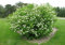25 + semillas Sur Arrowwood (Viburnum dentatum) Ornamental arbusto CombSH I86
