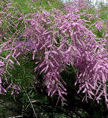 Heide-Tamariske Pink Cascade 60-80cm - Tamarix ramosissima