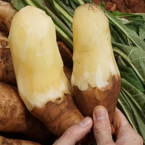 100 Pcs Yacon Samen Bio, Yacon Pflanze Samen Luftreinigende Zimmerpflanzen, Baumschutz Winter, Smallanthus Sonchifolius, Winterharte Kübelpflanzen, Gemüsepflanzen Kaufen Nachhaltige
