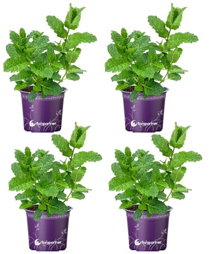 Hugo - Cocktail Minze (Mentha-spicata) 4er-Set
