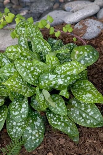 Pulmonaria saccharata 'Reginald Kaye' ca. 9x9 cm Topf - Lungenkraut, rosa bis blaue Blüten, Blütezeit März-Mai, ideal für schattige Beete, bienenfreundlich, pflegeleicht