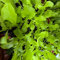 Eichblatt Salat grün Salatjunpflanze 6er-Set