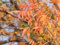 10 pezzi di semi di albero pistacchio cinese