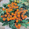 30 Samen, Tomate Venus. Produziert winzige, runde, leuchtend orange Tomaten