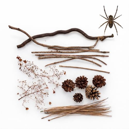 Natürliches Terrarium Deko Set für Spinnen – Korkrinde Kiefernzapfen Zweige Curly Willow Schlangenfichte Hortensien Samenstände – handgesammelt & natürlich getrocknet
