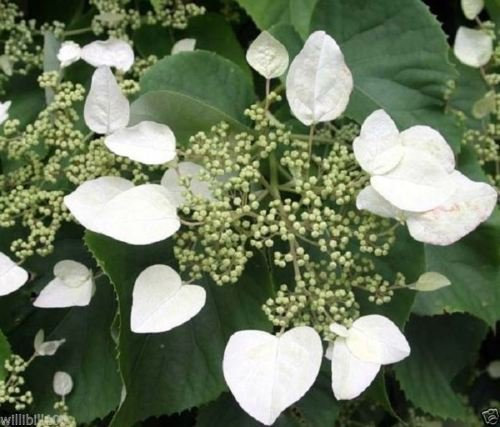 100 semillas de hortensia japonesa SEMILLAS vid (hydrangeoides Schizophragma) 'Moonlight' -Zona 5