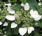 100 semillas de hortensia japonesa SEMILLAS vid (hydrangeoides Schizophragma) 'Moonlight' -Zona 5