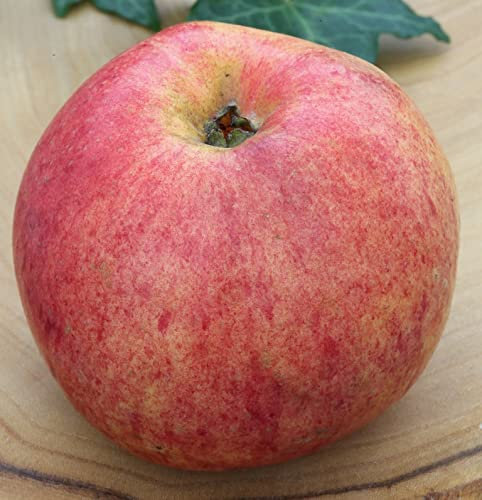 Apfelbaum `Gravensteiner´, Halbstamm, 160-180cm, wurzelnackt