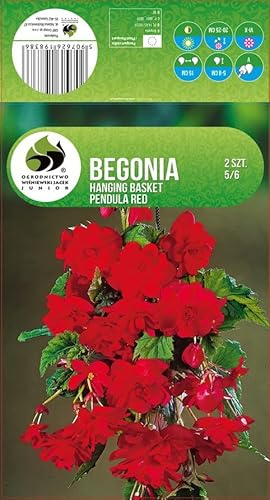 AGRONOM | BEGONIE - RED | Bulbi da fiore perenni | Fiori rossi | Coltivati in giardini fioriti, vasi e prati fioriti | 2 bulbi