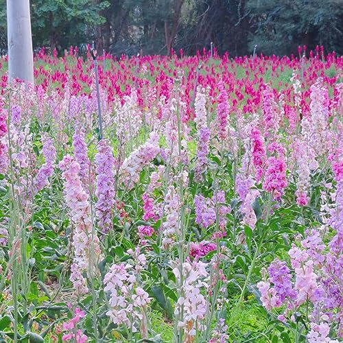100 pcs veilchen blumen samen - blumenwiese samen mehrjährig winterhart usambaraveilchen,Matthiola incana,Violette bloom pflanzenkübel mini garten balkonpflanzen winterhart winterharte