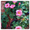 Oxalis Zwiebeln Winterhart Eine Starke Pflanze Mit Gartenarbeit