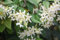 Jasmin Étoilé Jasminoïdes C 3 Litres