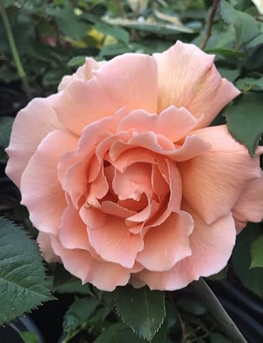“Just Joey” - Fragrant Rose - Garden Bush Rose Plant in A 3 Litre Pot