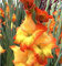 Kalash New 10pcs Gladiolen Blumensamen für Gartenarbeit Gelb Rot