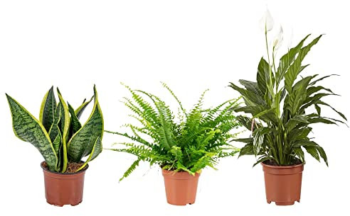 Plantas Purificadoras del Aire: Sansevieria + Helecho + Lirio de la Paz