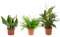 Plantas Purificadoras del Aire: Sansevieria + Helecho + Lirio de la Paz