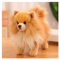 KUKUShining Soft Pomeranian Hund Kuscheltier, 23CM Niedliches Welpen Plüschtier Stofftier Kinder Ideal für gemütliches Spielen und Schlafzimmerdekoratio(BrownBomei)