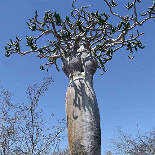 Pachypodium Mikea Madagascar Palm Succulent Fresh Seeds