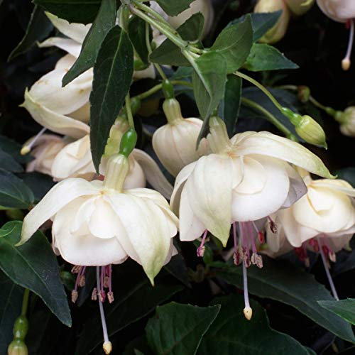 Huifang Fresh 50 Stk gemischte Fuchsien-Balkonblumensamen einfach zu züchten weiß