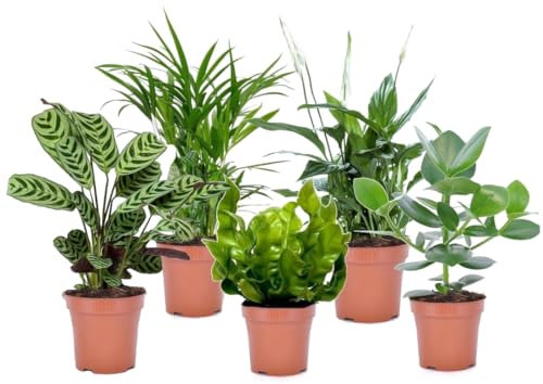 Plant in a Box - Set de 5 plantas de interior purificadoras del aire - Maceta 12cm - Altura 25-40cm - Areca, Asplenium, Clusia, Ctenanthe, Spathiphyllum