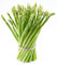 Asparagus Roots Nacktwurzeln Non GMO 2 Jahre alte Spargelpflanzen (15-Kronen)