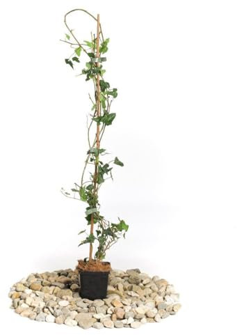 Gemeiner Efeu - Hedera helix