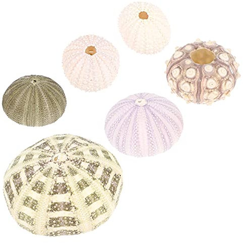 BESTonZON 6Pcs Natürliche Seeigel Shell Set für Air Pflanzen Vase Füllstoff Muscheln Muscheln Anlage Halter Nautischen Home Dekoration für DIY Handwerk Projekte